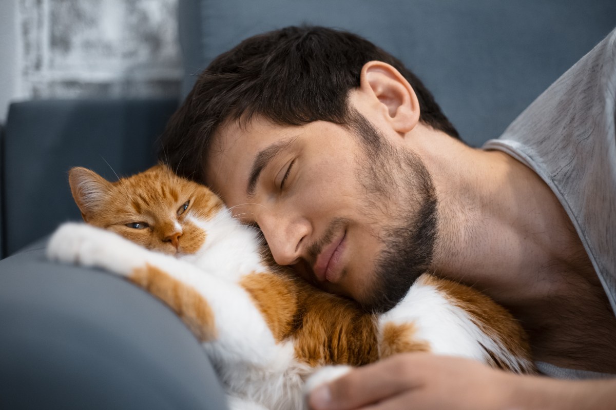 Mögen Katzen Männer lieber? wmn.de