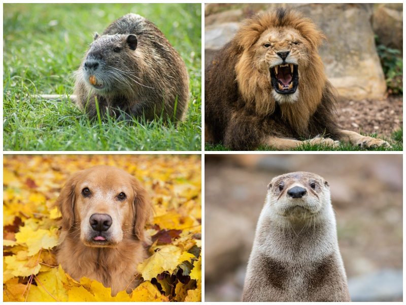 Persönlichkeitstest: Löwe, Bieber, Otter oder Hund?