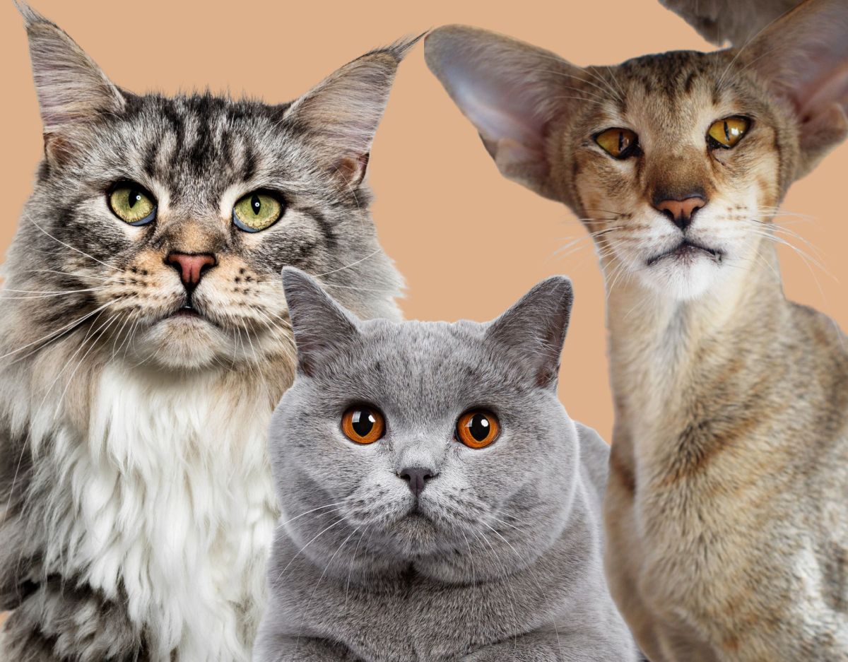 Persönlichkeitstest: Welche Katze wählst du?