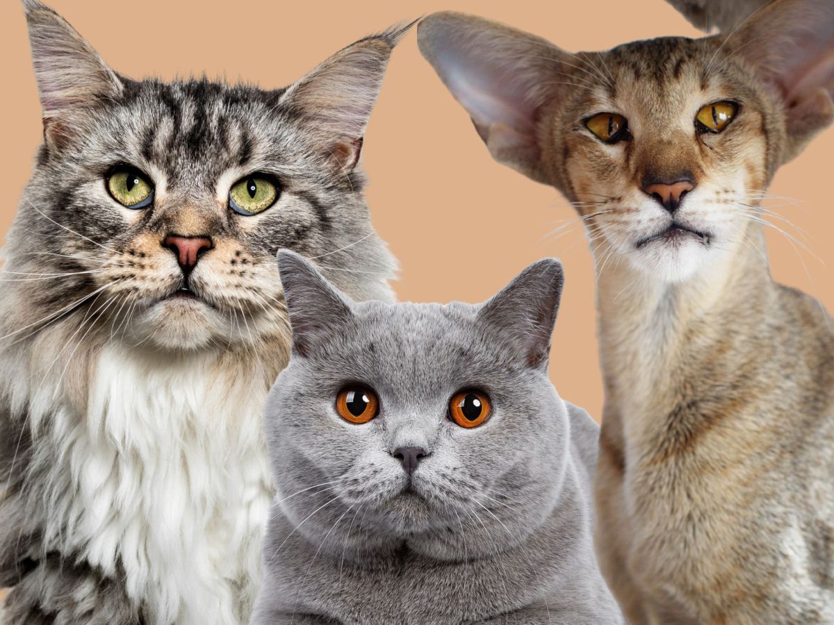 Persönlichkeitstest: Welche Katze wählst du?