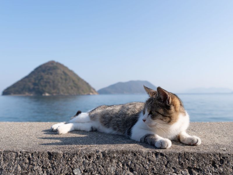 Persönlichkeitstest: Insel oder Katze - was siehst du zuerst? (Symbolbild, mehr Info im Artikel)