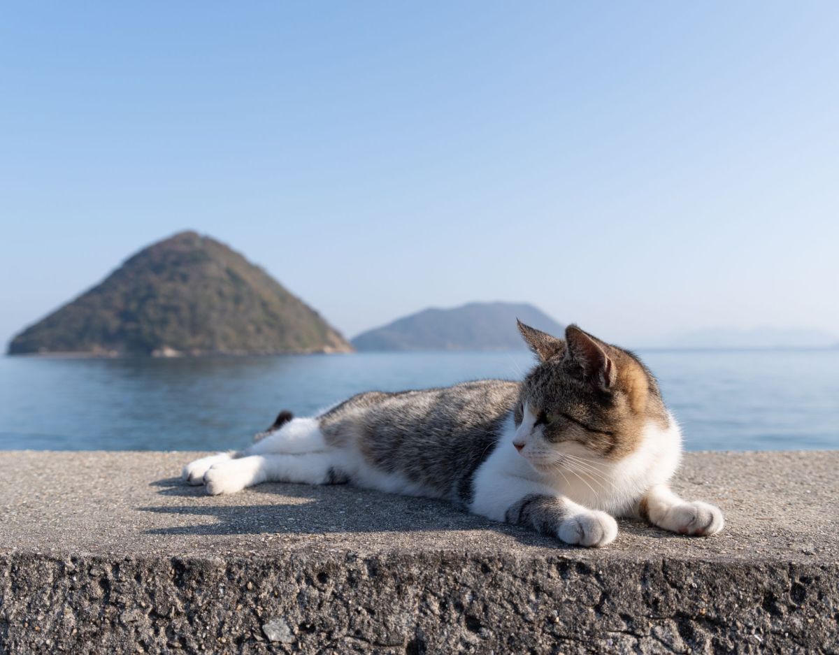 Persönlichkeitstest: Insel oder Katze - was siehst du zuerst? (Symbolbild, mehr Info im Artikel)