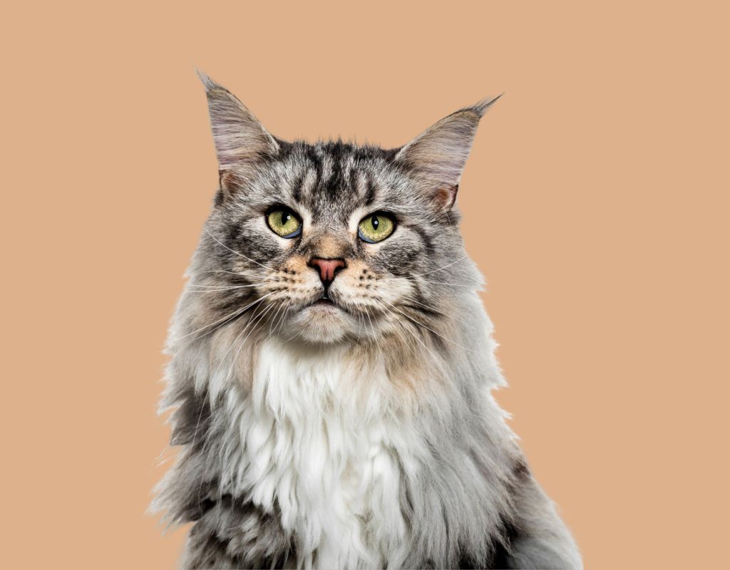 katzen test: Persönlichkeitstest Katzen