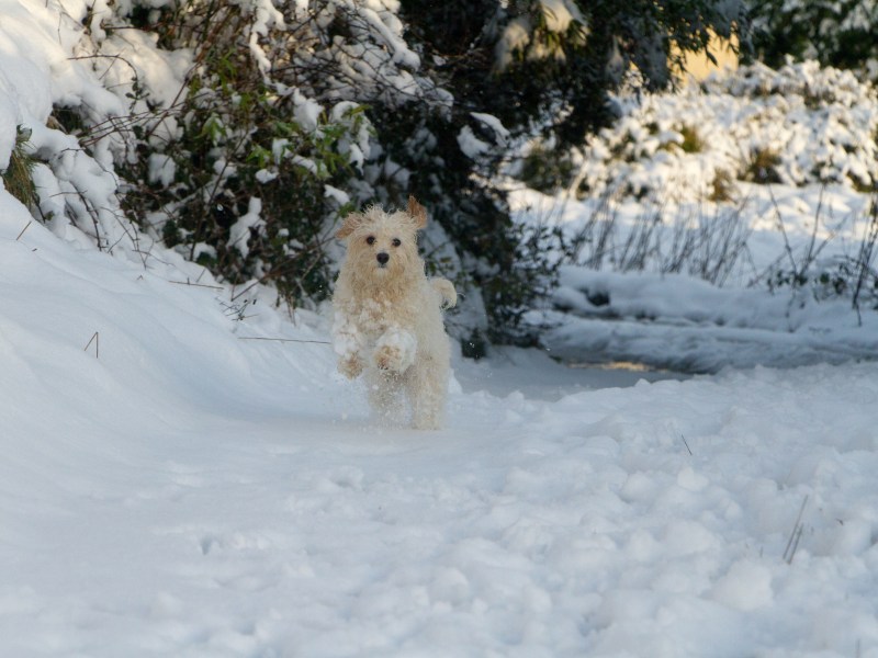 Schneeklumpen im Hundefell