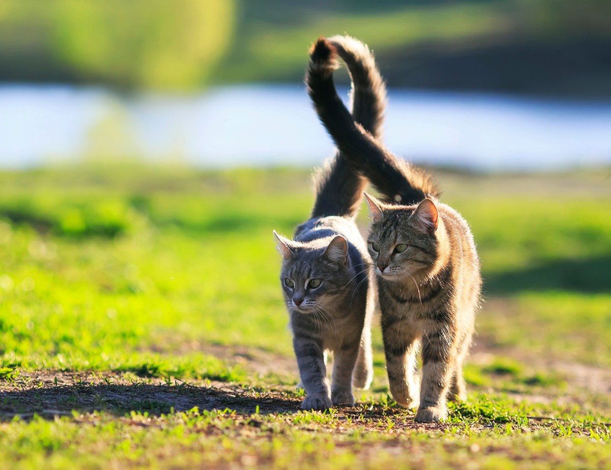 Schwanzhaltung bei Katze