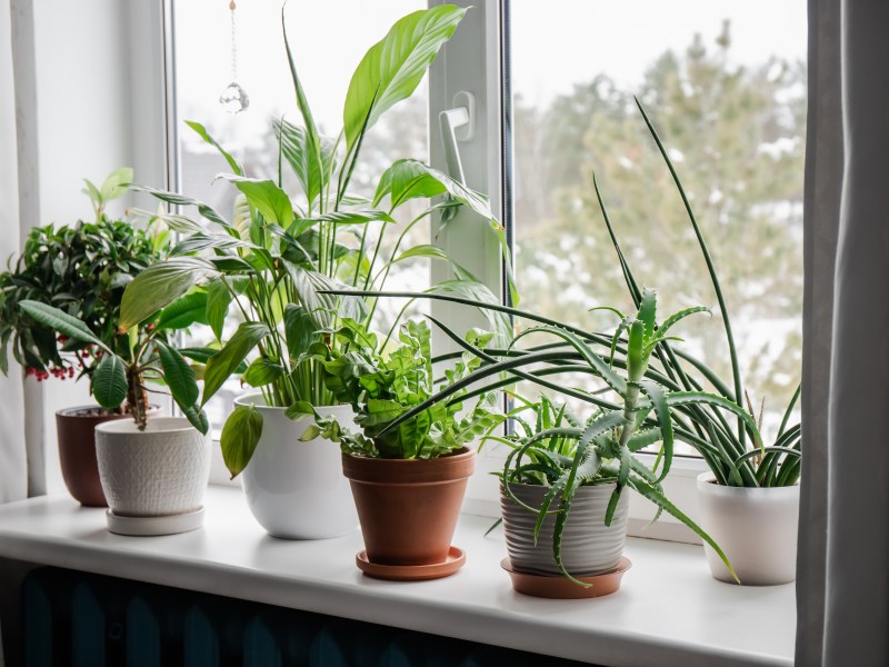 Pflanzen auf der Fensterbank