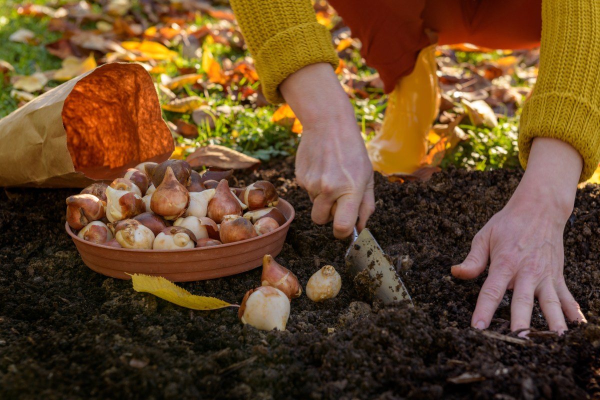 Blumenzwiebeln im Herbst pflanzen