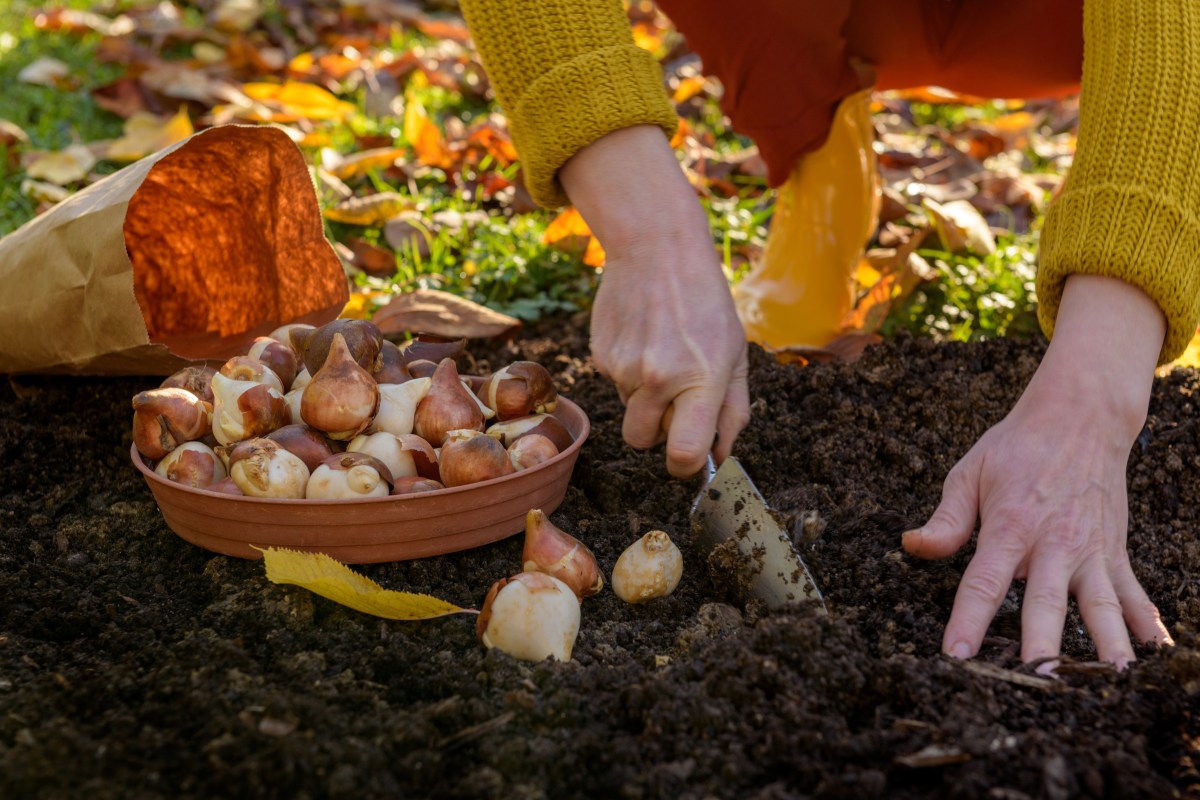 Blumenzwiebeln im Herbst pflanzen