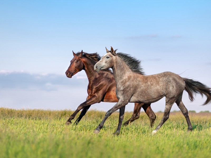 Persönlichkeitstest: Läuft das Pferd vorwärts oder rpckwärts?