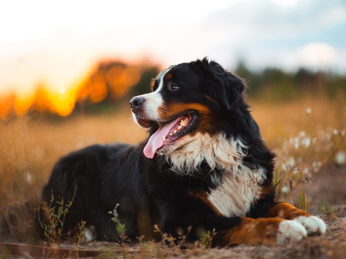 Berner Sennenhund: Die sanftmütigen Riesen im Rasseportrait