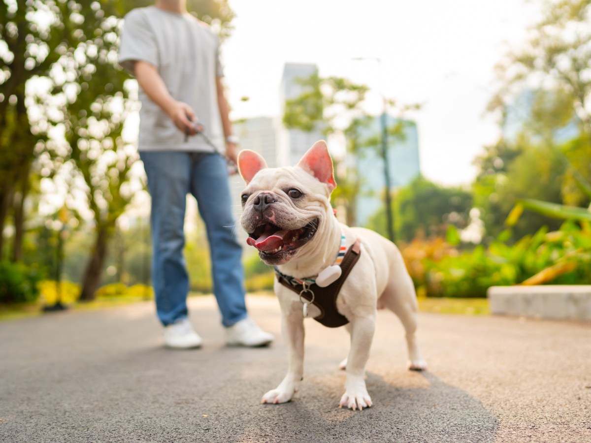 Bulldoggen Rassen: Alles, was du über diese familienfreundlichen Hunde wissen musst