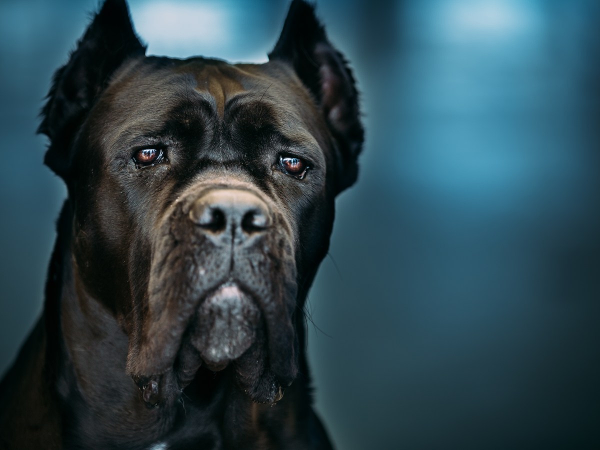 Hunderassen im Portrait: Ist der Cane Corso ein Kampfhund?