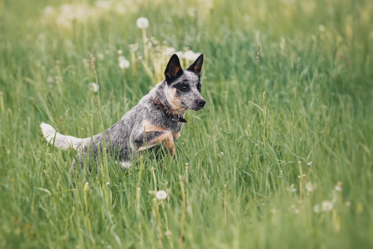 Australian Cattle Dog