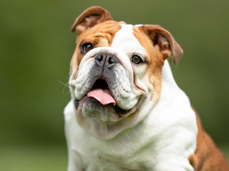 Englische Bulldogge im Portrait auf der Wiese