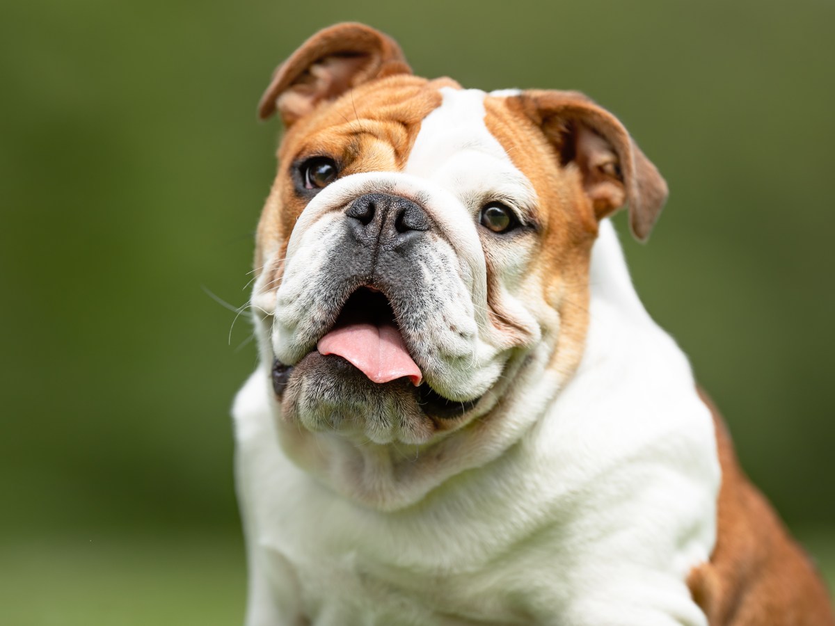 Englische Bulldogge: Alles, was du über die familienfreundliche Hunderasse wissen musst