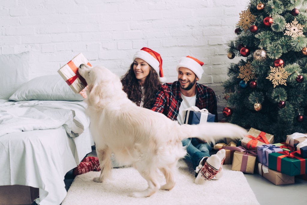 Hund mit Weihnachtsgeschenk