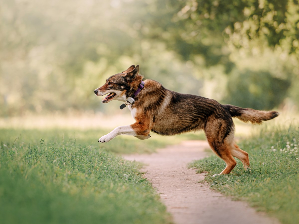 Darum solltest du deinem Hund einen GPS Tracker um machen