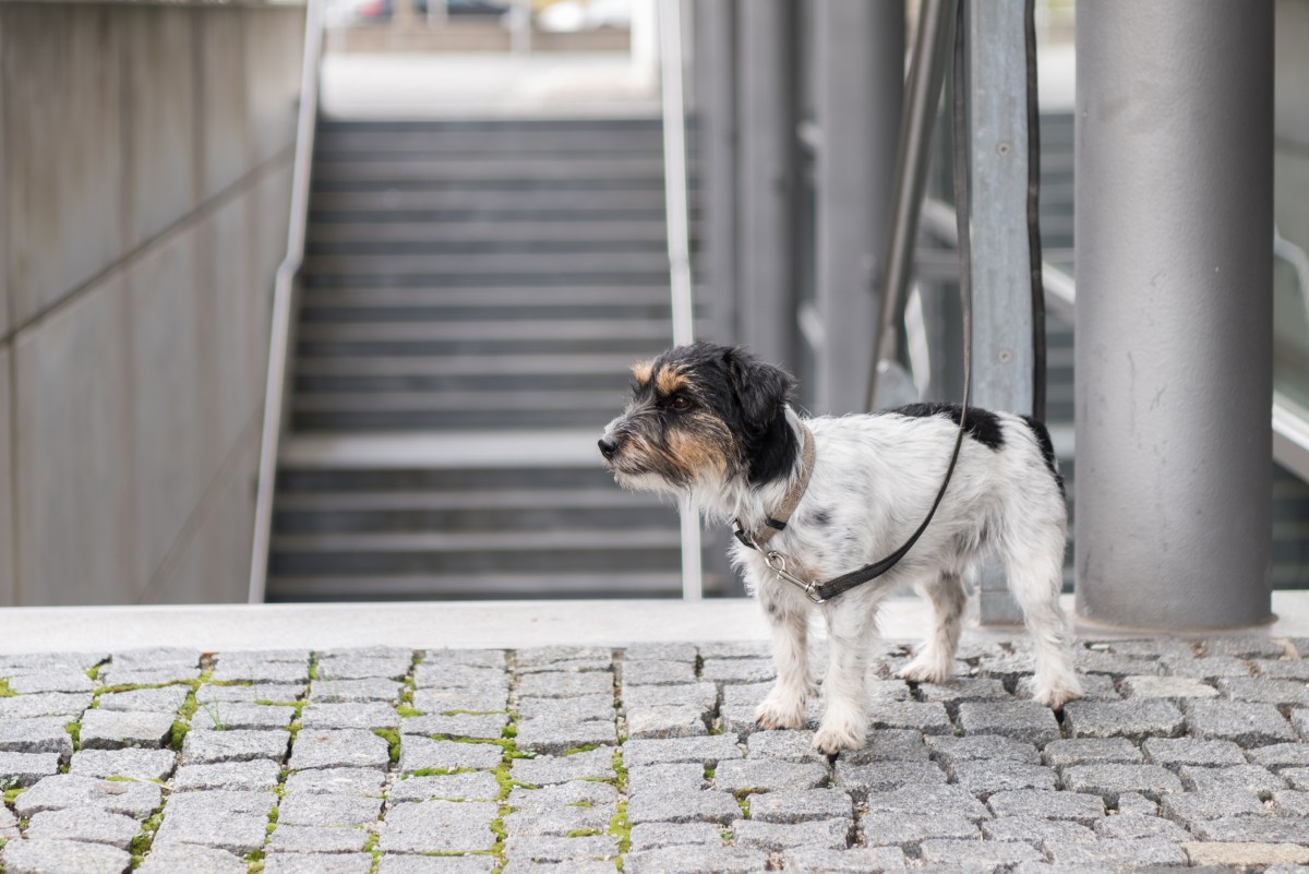 Ausgesetzter Hund