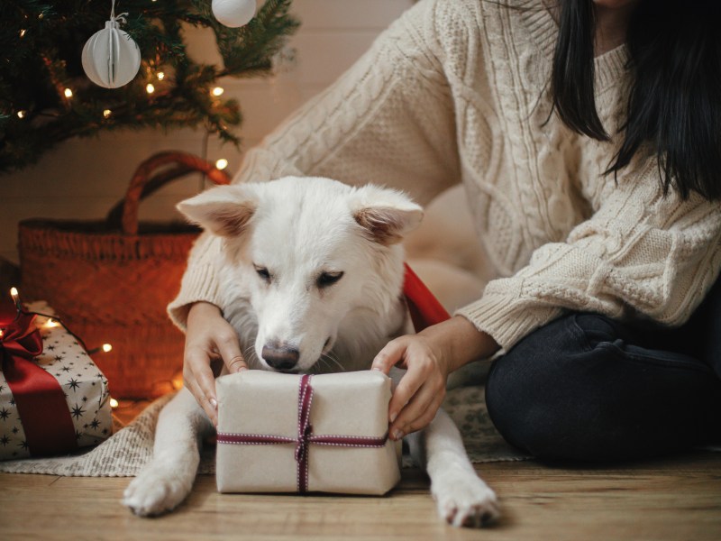 Hund bekommt Geschenk
