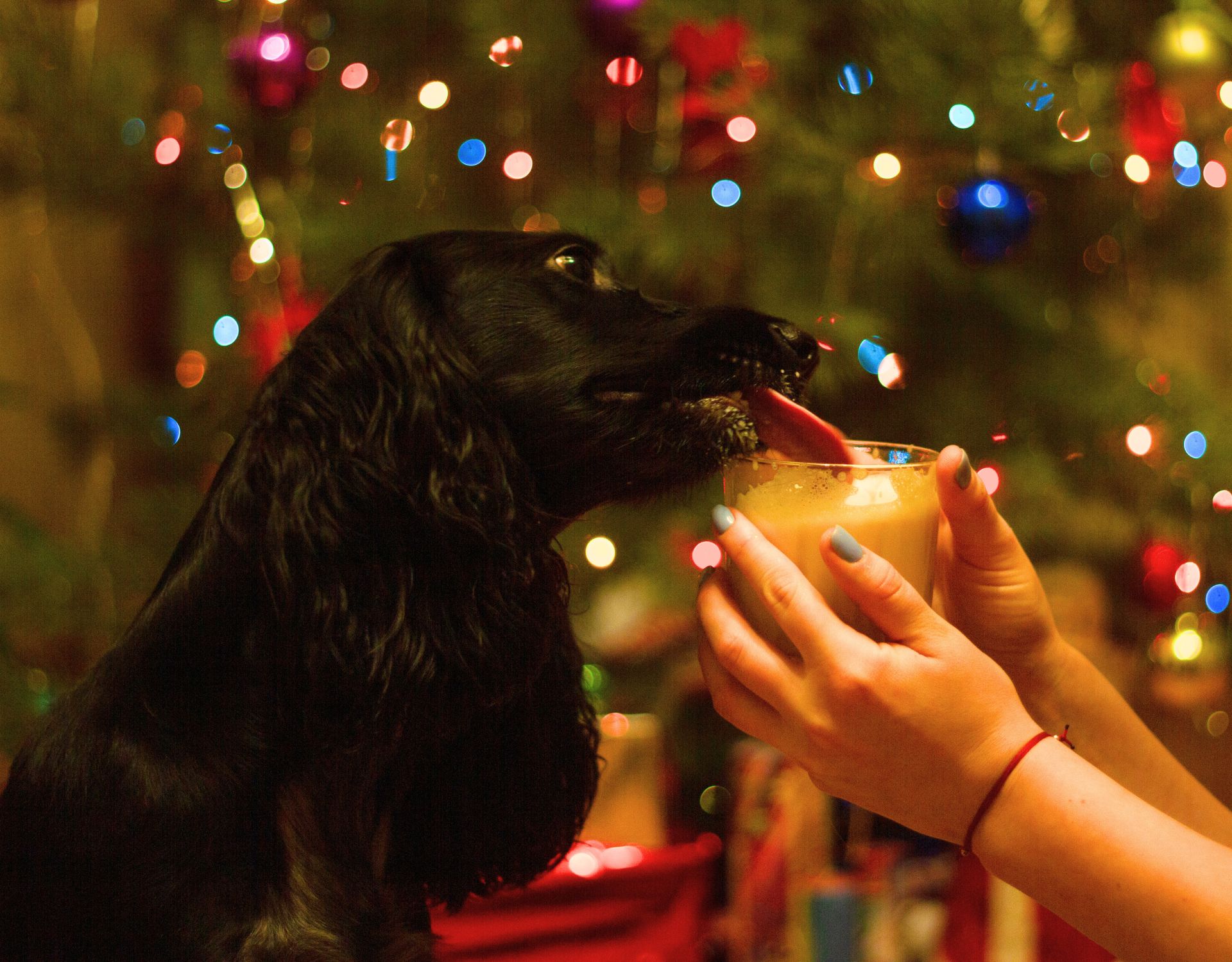 Eierlikör für den Hund an Silvester? Darum solltest du es ihm geben wmn