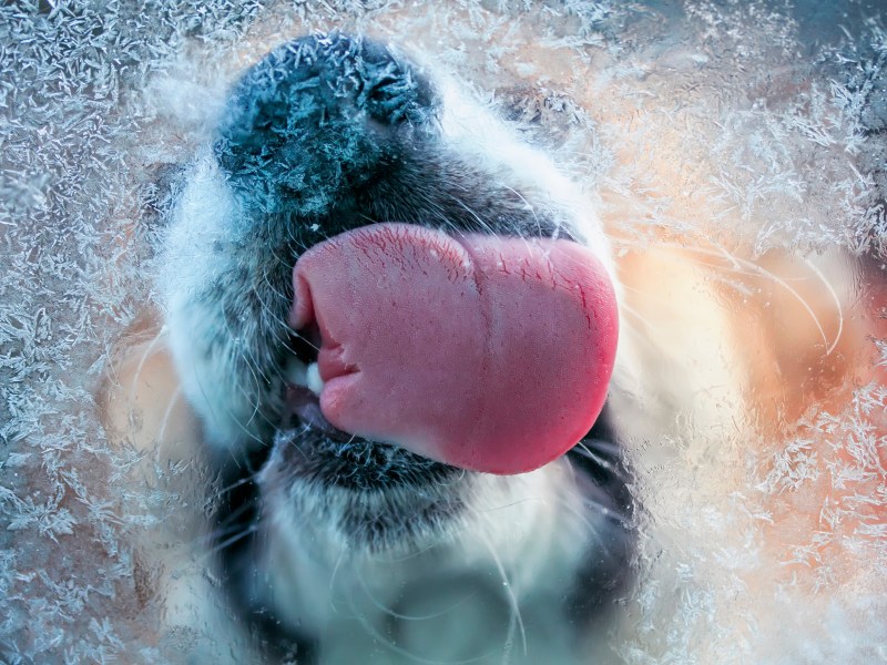 Hund leckt über Eis