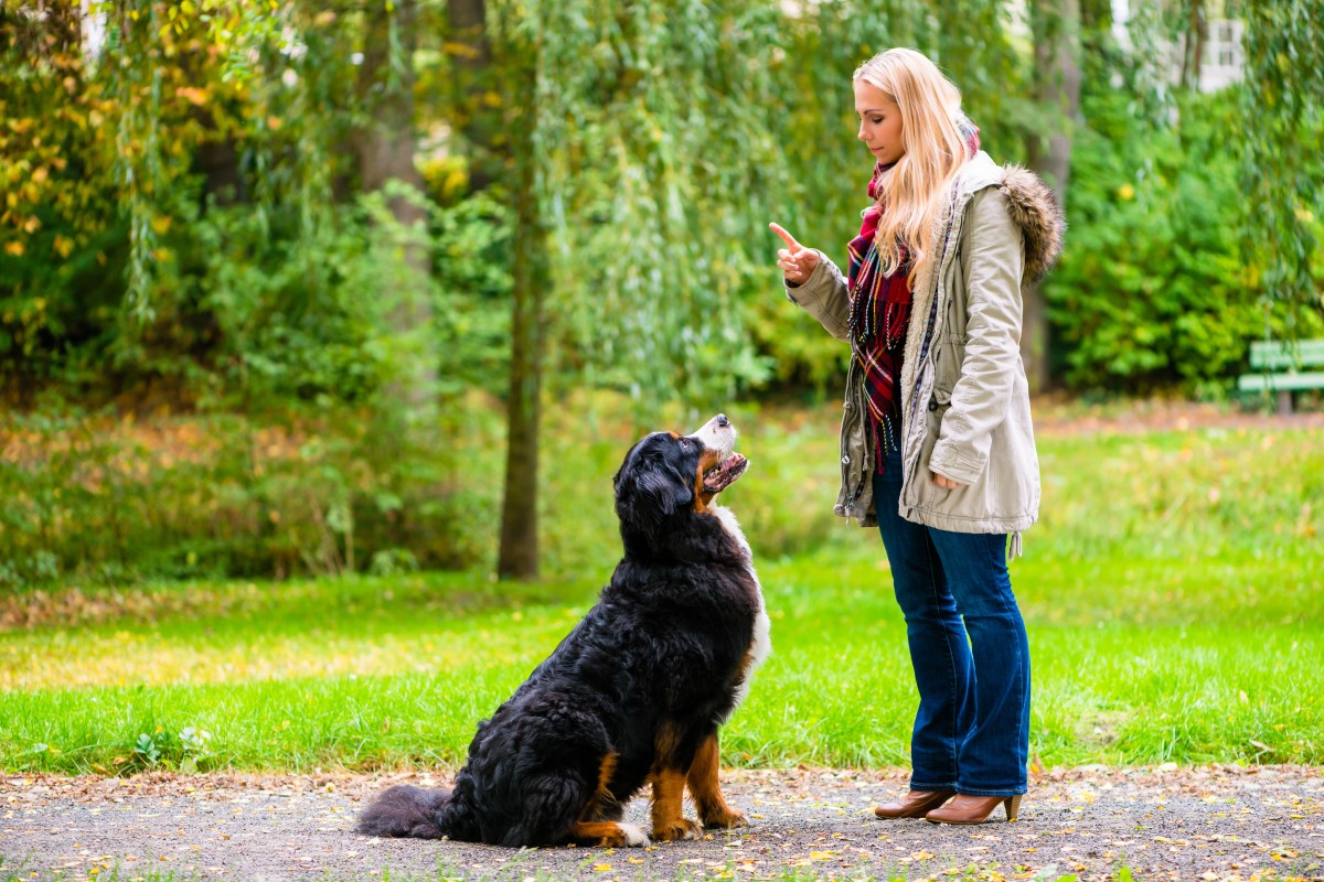 Hund erziehen