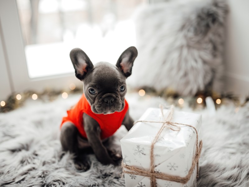 Hund als Weihnachtsgeschenk