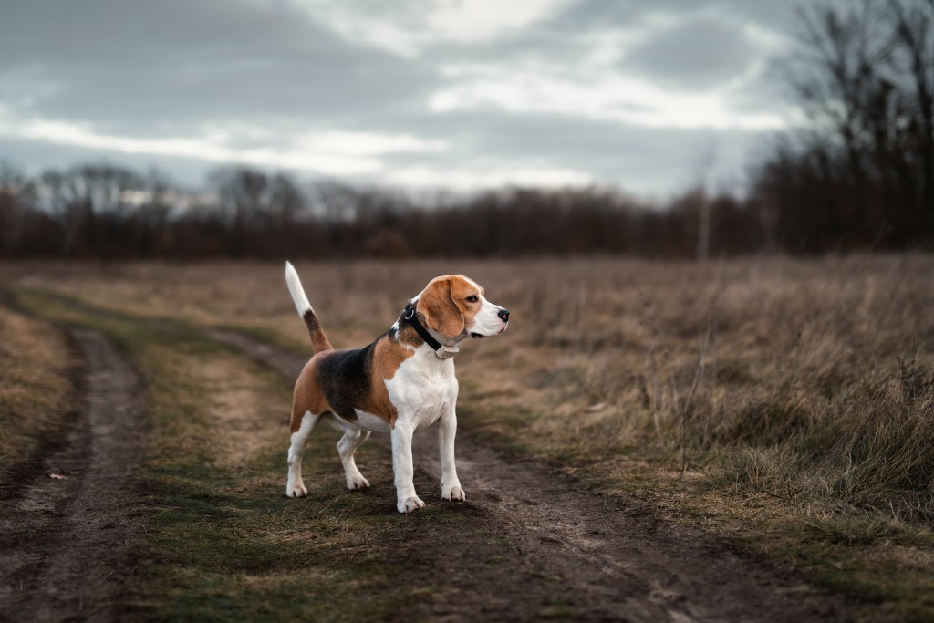 Hund mit GPS Tracker