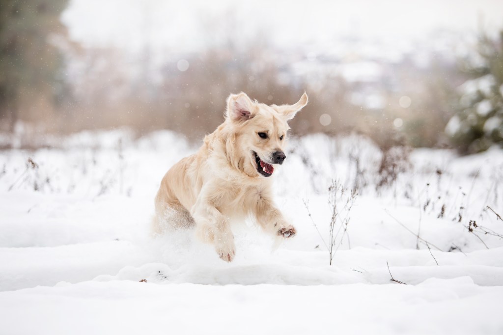 Hund im Schnee