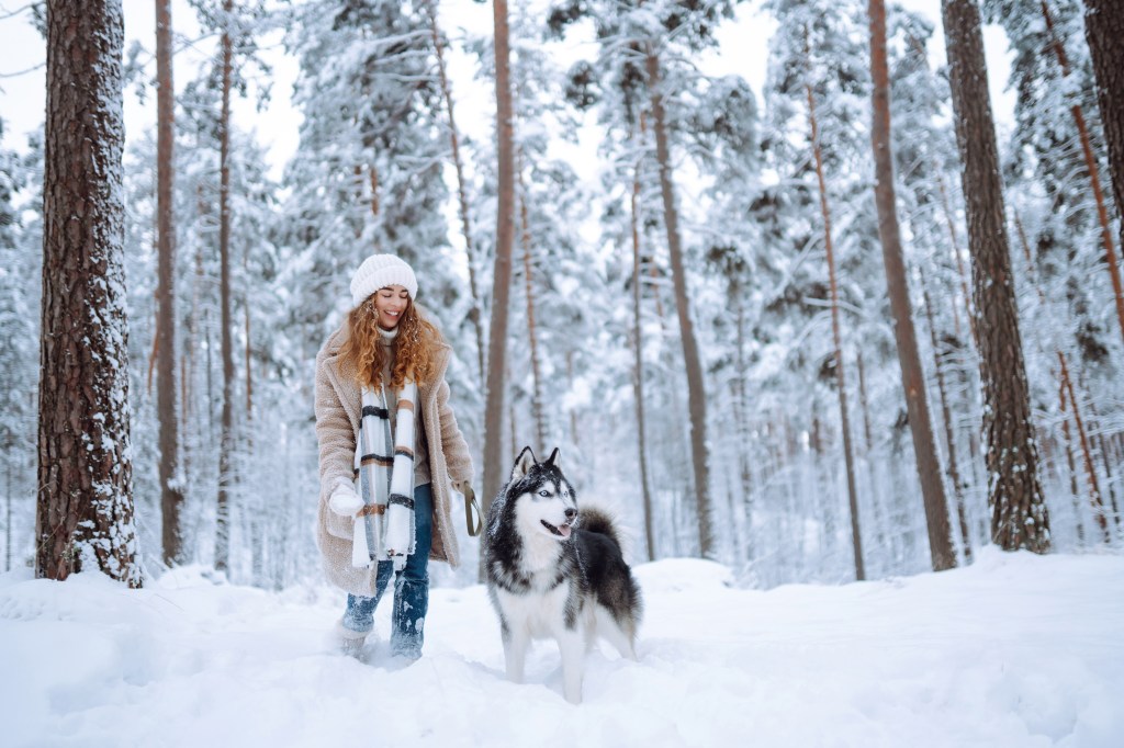 Hund im Wald mit Schnee