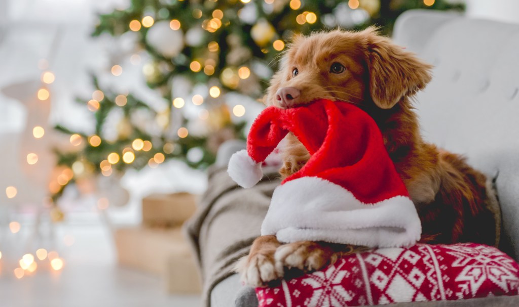 Hund mit einer Weihnachtsmütze