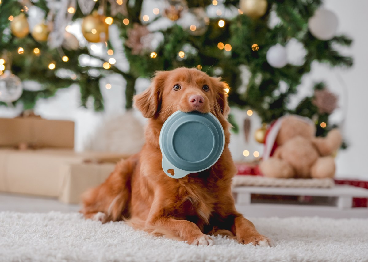 Weihnachten Hund