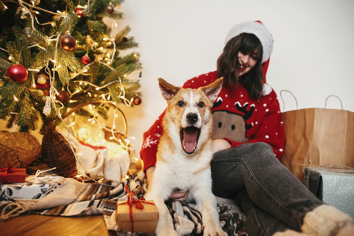 Hund bekommt Geschenk