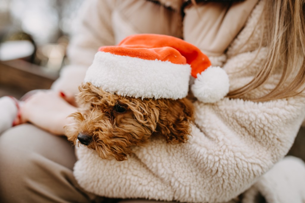 Hund mit Weihnachtsmütze