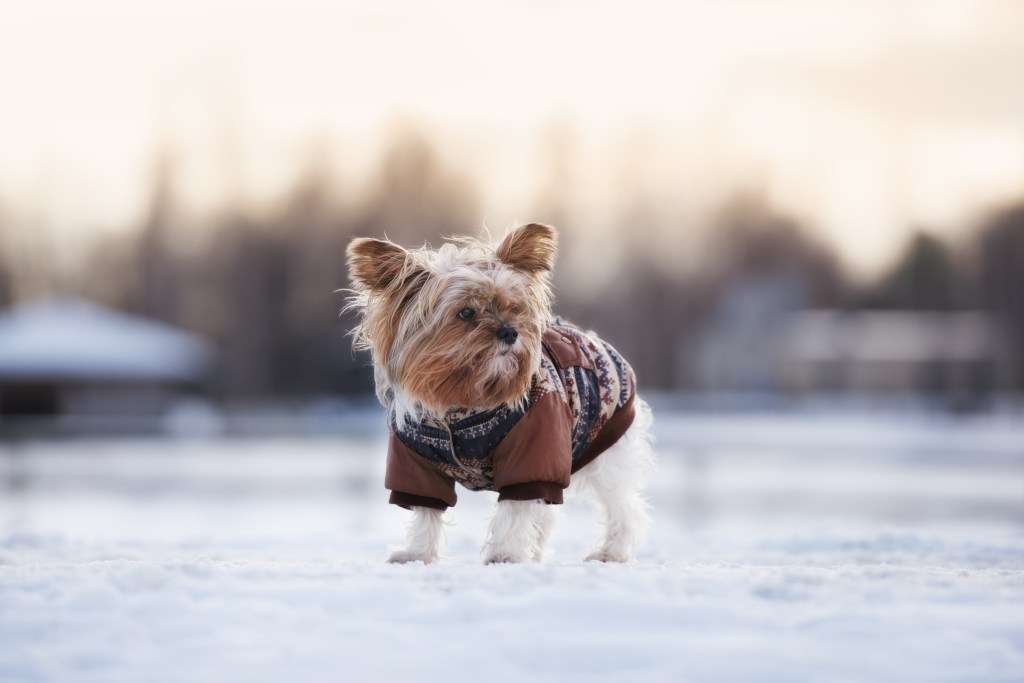 Hund mit Wintermantel