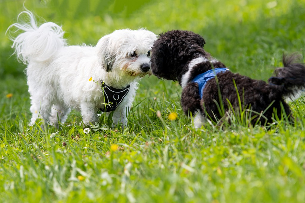 Hunde beschnüffeln sich