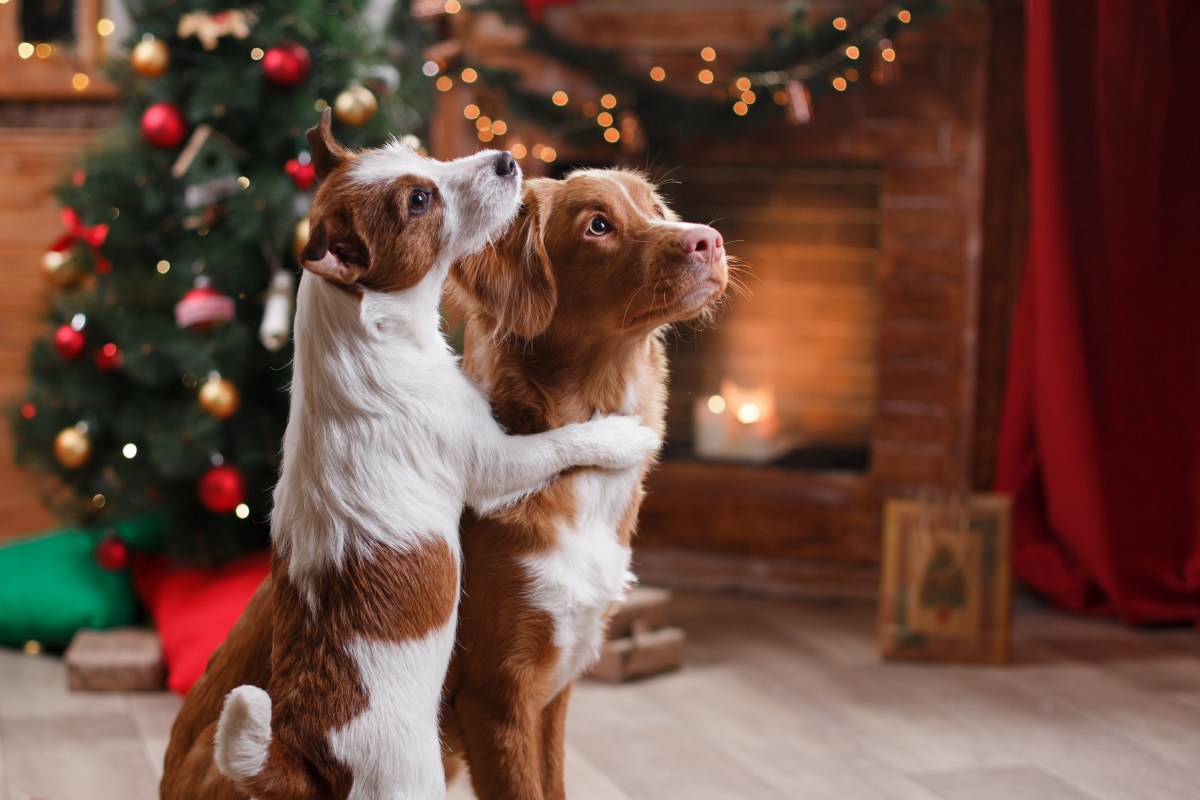Hunde an Weihnachten