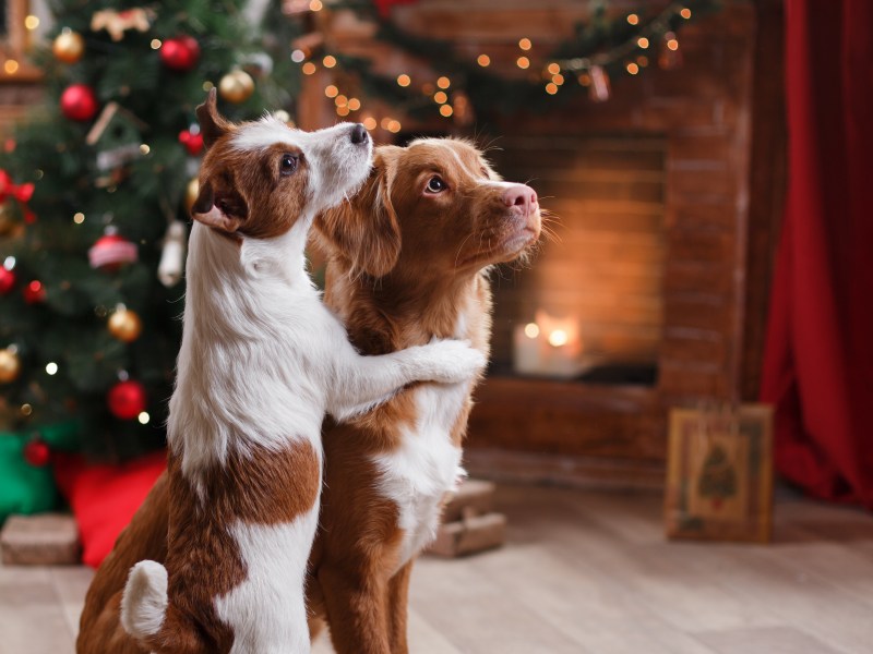 Hunde an Weihnachten