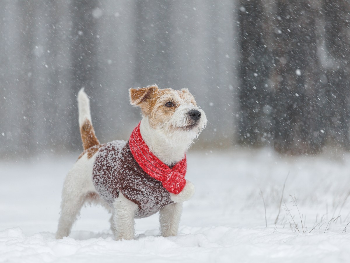 Darum solltest du deinem Hund momentan keinen Pulli anziehen