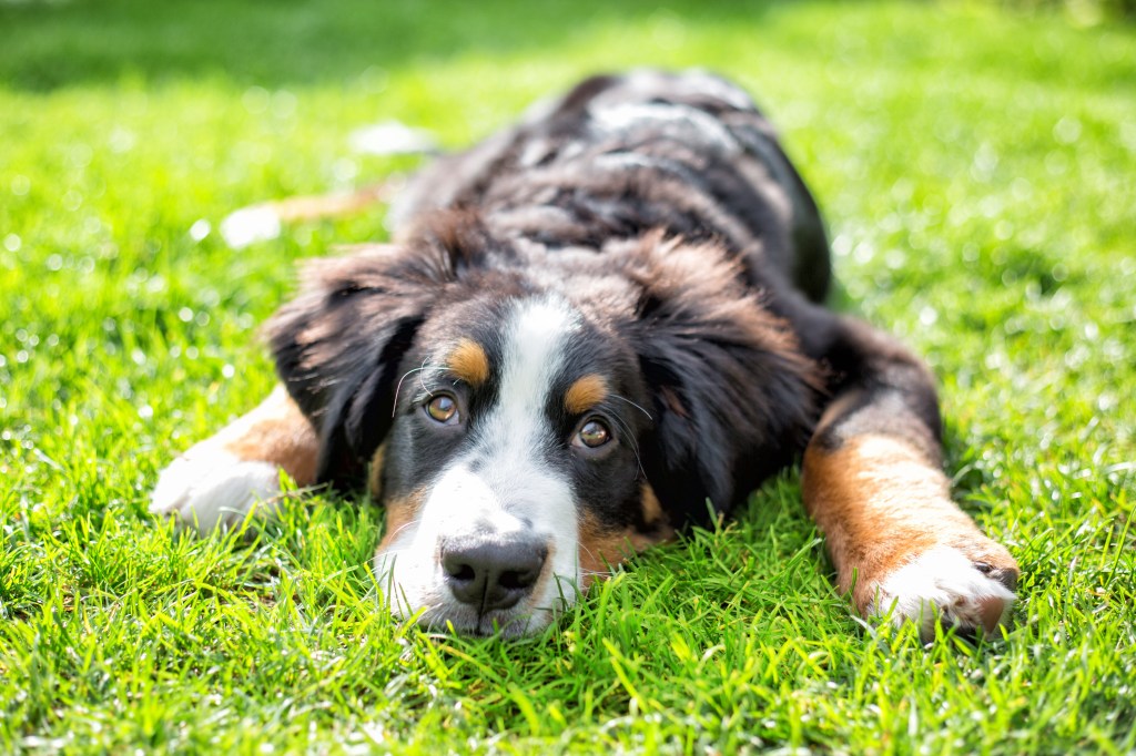 Junger Berner Sennenhund im Gras liegend