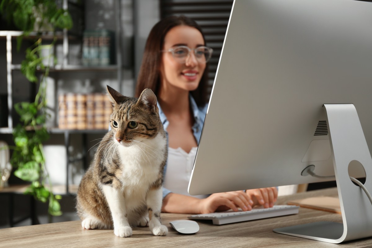 Katze im Büro mit Frau am Laptop