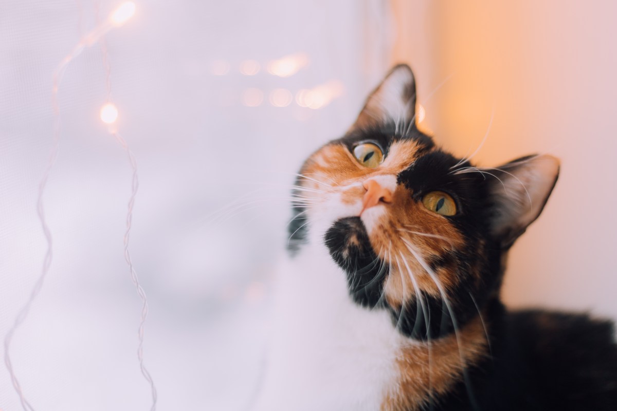 Katze Silvester alleine am Fenster mit Licherkette