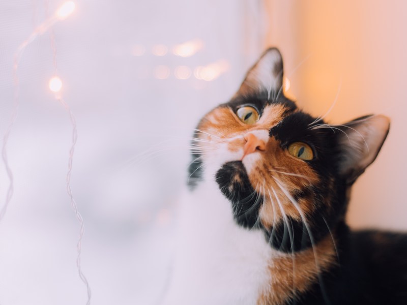 Katze Silvester alleine am Fenster mit Licherkette