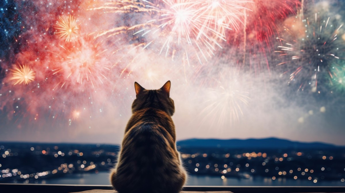 Katze an Silvester draußen schaut Feuerwerk