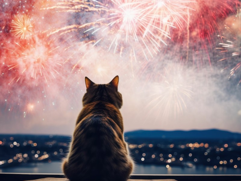 Katze an Silvester draußen schaut Feuerwerk
