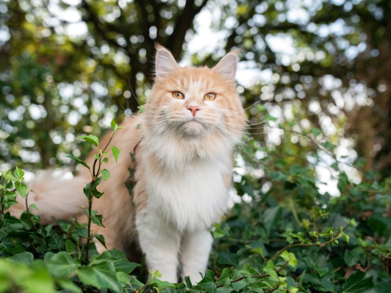 Katze an Silvester entlaufen im Garten