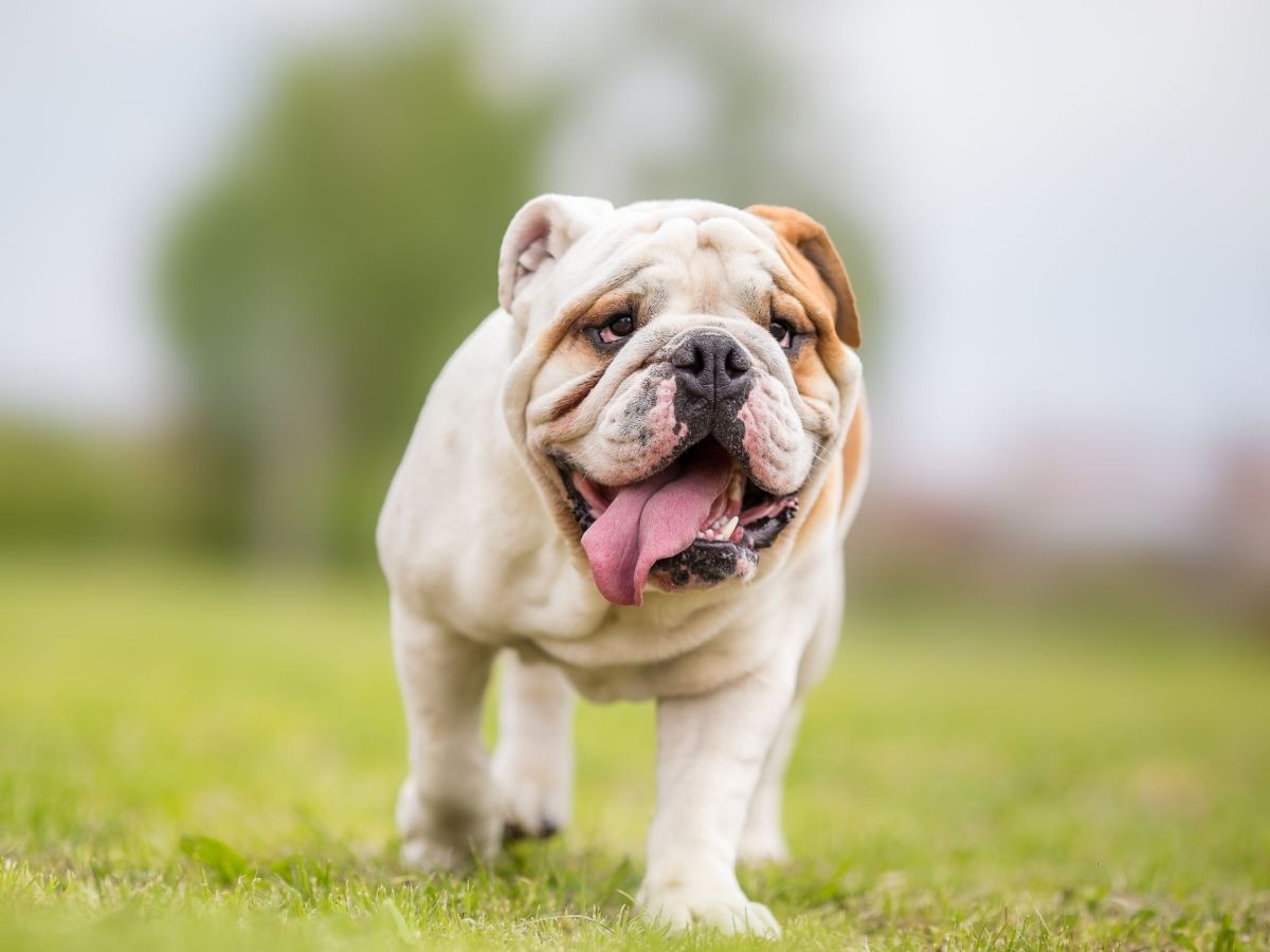 Mini Bulldogge: Alles, was du über diese liebevolle Rasse wissen musst