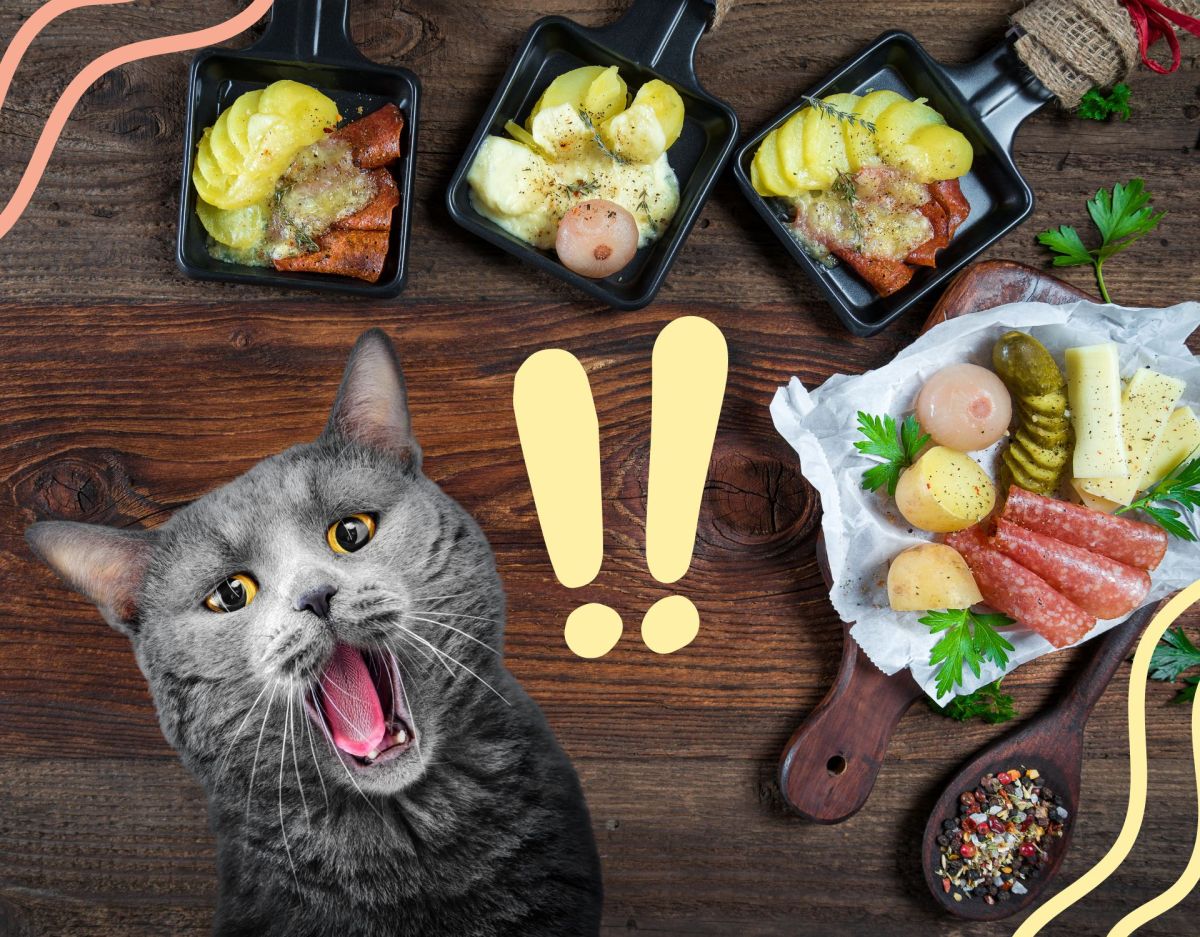 Ist Raclette für Katzen gefährlich?