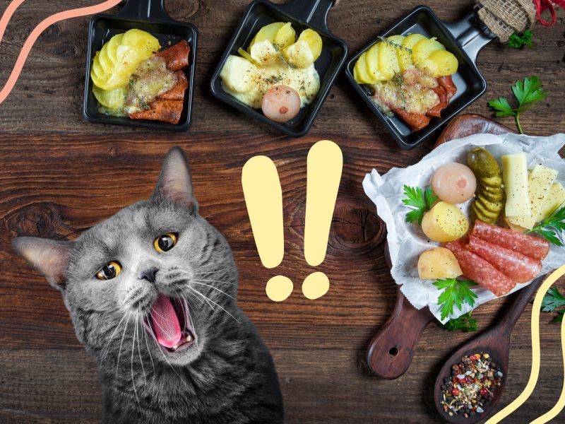 Ist Raclette für Katzen gefährlich?