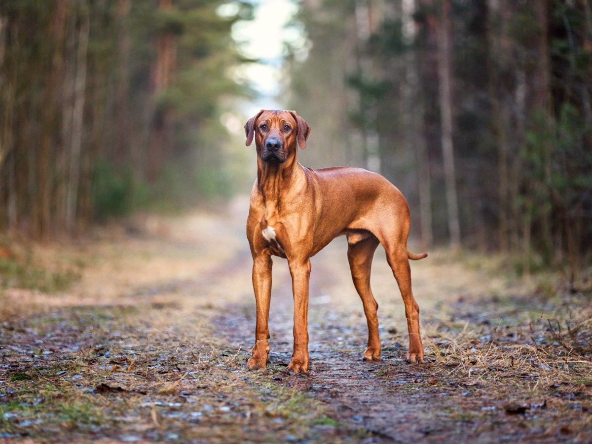 Rhodesian Ridgeback: Alles, was du über diese mutige Hunderasse wissen musst